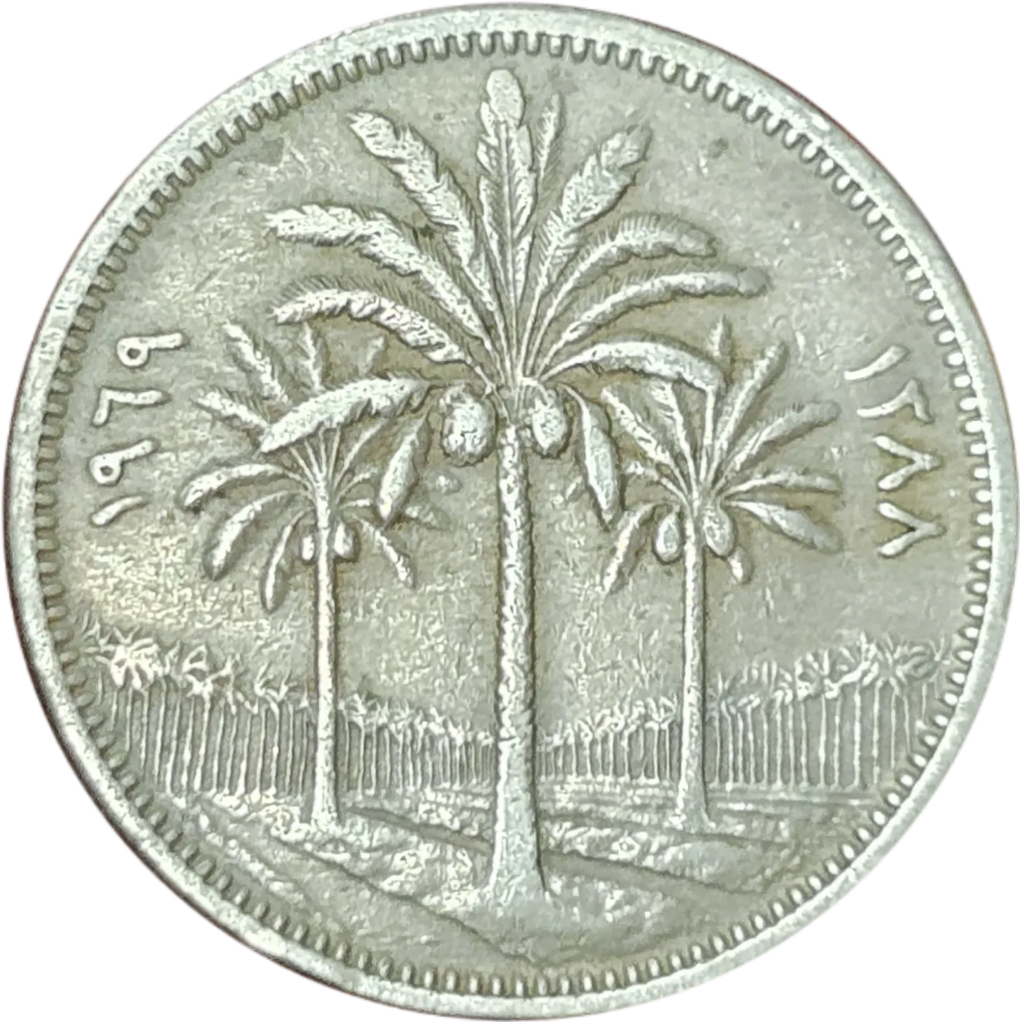 سکه عراق ۵۰ فلس عراق درخت نخل